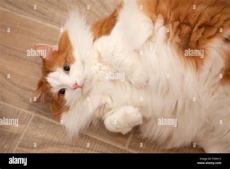 Marmalade Cat Stock Photos Marmalade Cat Stock Images Alamy