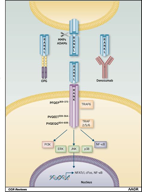 Figure 1 From Role Of The RANK RANKL Pathway In Multiple Myeloma