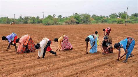 Delayed Rain Hits Cotton Sowing In Gujarat The Hindu Businessline