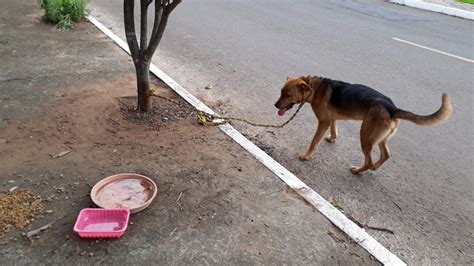 Cachorro Abandonado E Amarrado Em Rvore No Bairro Lomba Grande