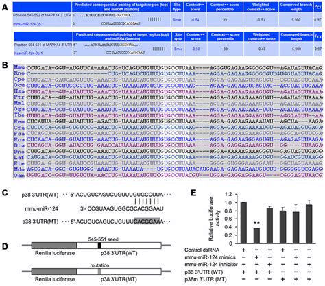 MicroRNA 124 Inhibits Macrophage Cell Apoptosis Via Targeting P38 MAPK