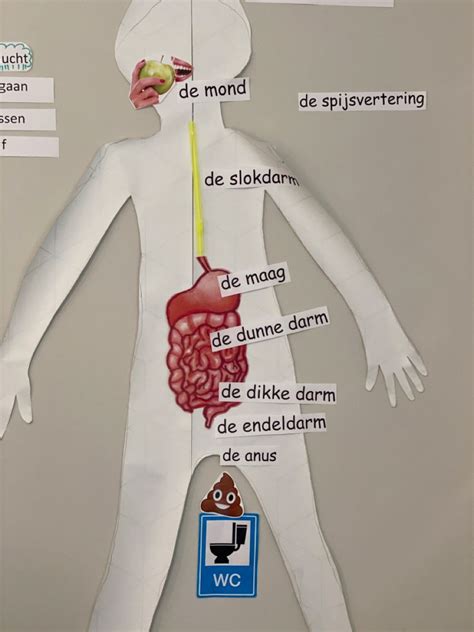 Zo Werkt Mijn Lichaam Plusproject Artofit