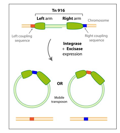 Team:Paris Liliane Bettencourt/Project/Memo-cell/Design - 2010.igem.org