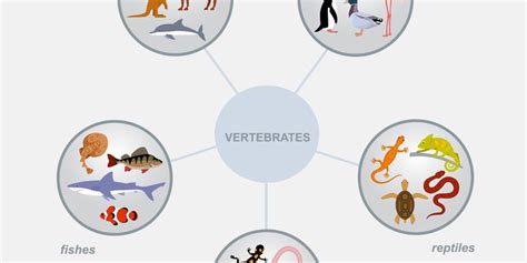 Detail Peta Konsep Hewan Vertebrata Koleksi Nomer