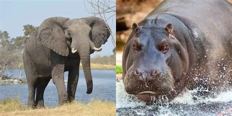 Elephant vs Hippo: Compared in Detail! • Support Wild