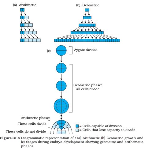 Ncert Class Xi Biology Chapter 15 Plant Growth And Development