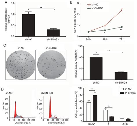 Knockdown Of Snhg Inhibits Cell Proliferation And Colony Formation And