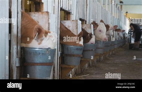 Calf Care Dairy Farm Management And Calf Feeding Calves Eat Feed