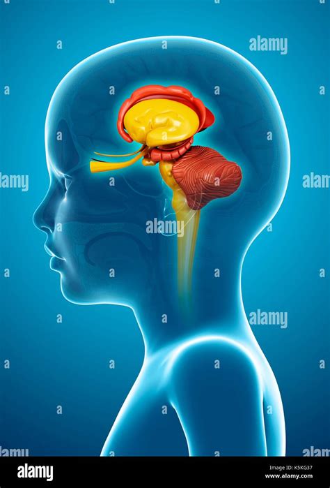 Illustration of a child's brain anatomy Stock Photo - Alamy