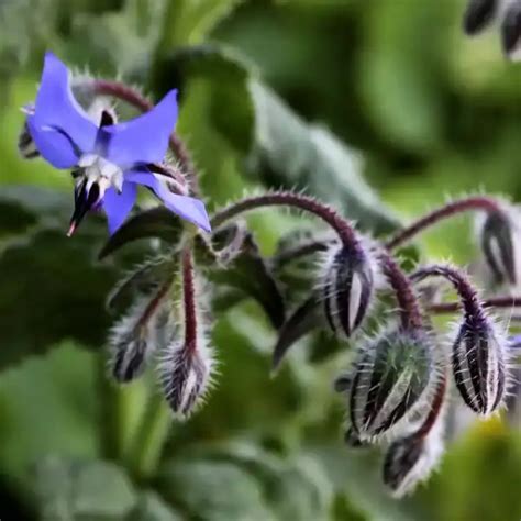 borágó (Borago officinalis) - HerbAnyus