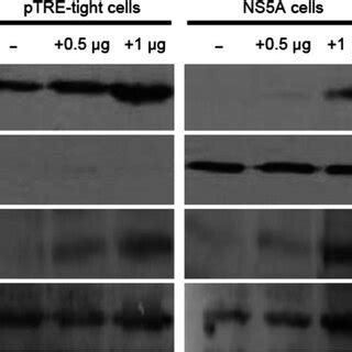 Hcv Ns A Protein Suppresses Smad Protein Expression Western Blot