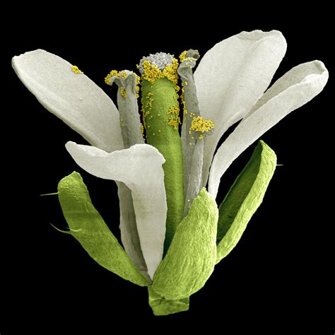 The blossoms of maturity | Biology plants, Cress plant, Cool plants