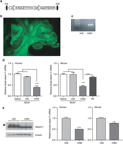 Efficient Cerebellar Transduction And Reduction Of Ataxin Expression