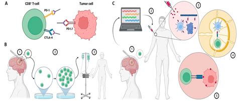 Cancers Free Full Text Advances In Immunotherapy For The Treatment Of Adult Glioblastoma