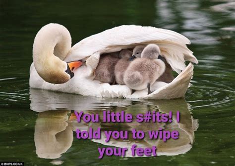 The best Swan memes :) Memedroid