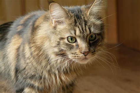 Gato Mullido Hermoso De Maine Coon Que Se Sienta En El Piso Del Cuarto