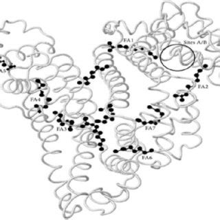 Location Of The Seven Major Fatty Acid Fa Binding Sites Of Human