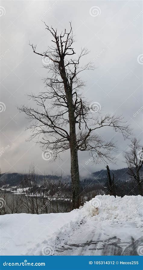 Tree Without Leaves In Winter Stock Photo Image Of Winter Forest