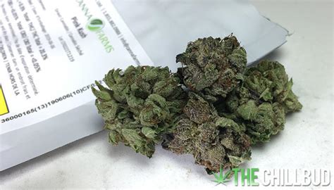 Pink Kush Strain Review – The Chill Bud