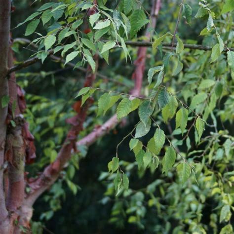 Betula Albosinensis Betulla Rossa Cinese Vendita Piante Online