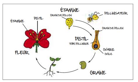 Reproduction Des Plantes Plantes PW