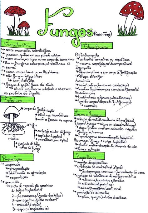 Resumo Sobre Fungos Reino Fungi Resumo Reino Fungi Ensino De Biologia