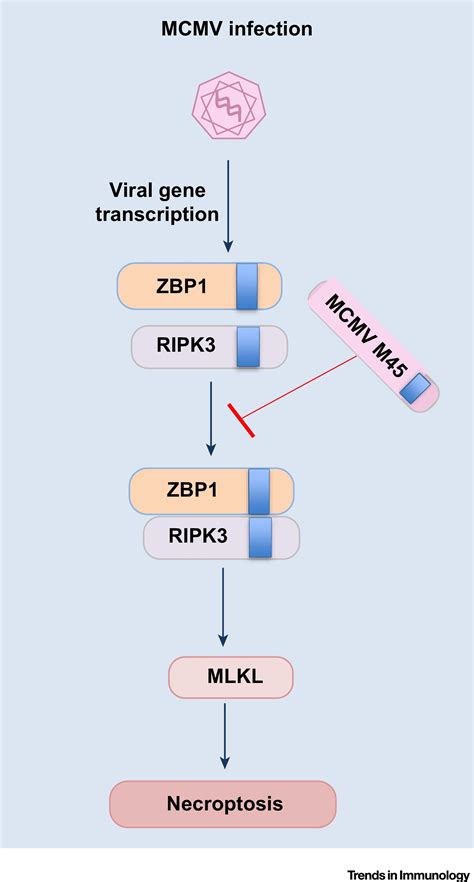 Zbp1 Innate Sensor Regulating Cell Death And Inflammation Trends In