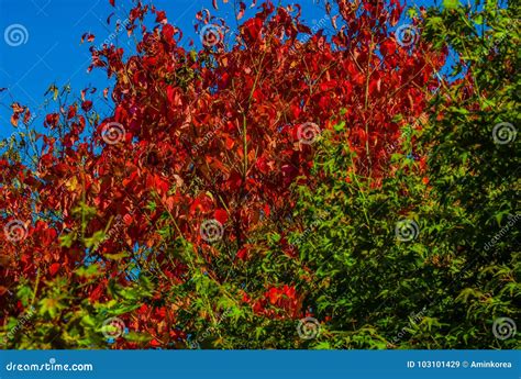 Korean Sun Pear Tree with Red Leaves Stock Image - Image of park, pattern: 103101429