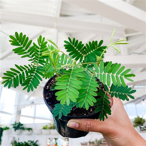 Mimosa Pudica (Sensitive Plant) | Botaniful