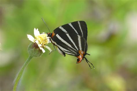 Belize: a Natural Hidden Gem - User Stories - eButterfly Forum
