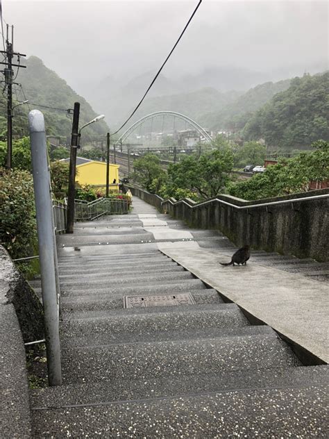 赴猴硐貓村棄養貓咪 新北動保處神破案護喵星人 生活 Newtalk新聞