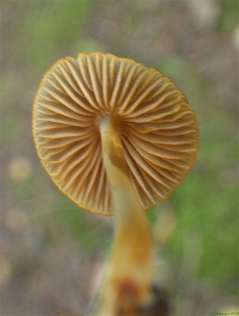 Mycena Aurantiomarginata Orangeschneidiger Helmling Mycen Flickr