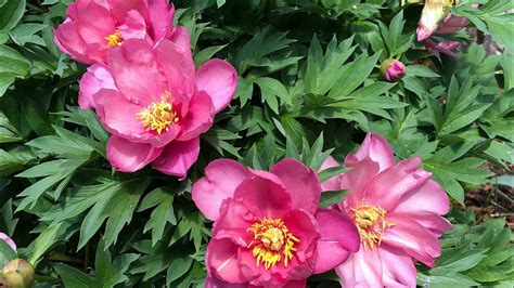 Itoh Peony Keiko Adored Itoh Peony Beautiful Itoh Peony North Texas