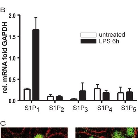 Regulation Of S1P Receptors On DC In The Spleen Under Inflammatory