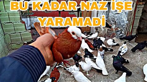 O KADAR NAZLİYDİKİ KAÇAK KUŞ NE KAÇİYO NE YAKALATİYO YouTube