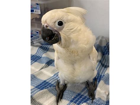 Umbrella Cockatoo-BIRD-Male--2456126-Petland Norwin, PA