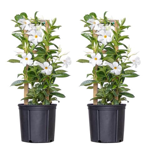 United Nursery White Mandevilla Trellis Live Outdoor Vining Plant In