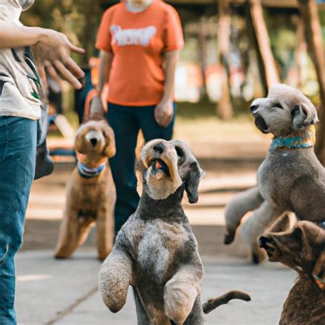 Dog Training Classes: Unlocking the Potential of Your Furry Friend