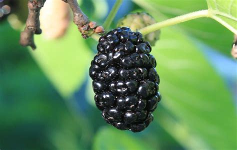 black-mulberry-c - World Crops Database