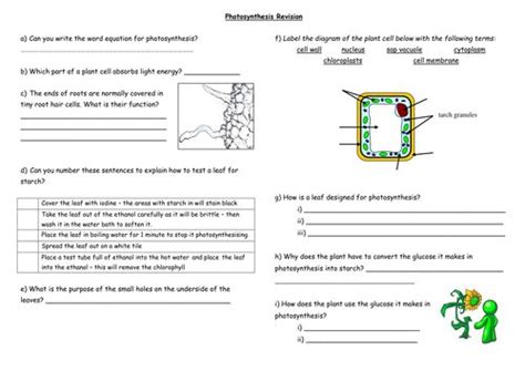 Photosynthesis Revision Lesson Teaching Resources