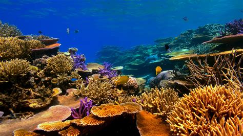 Saving Coral Reefs