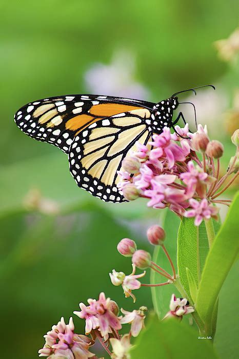 Monarch Butterfly And Milkweed Flowers Greeting Card By Christina Rollo