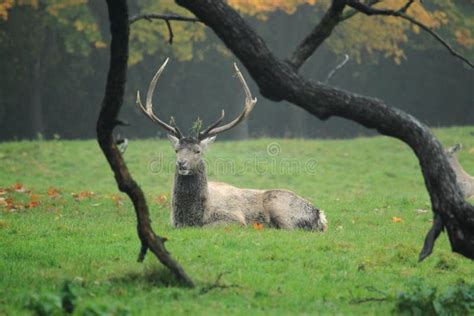 Bactrian Deer Stock Photo Image Of Adult Animal Male 34428980