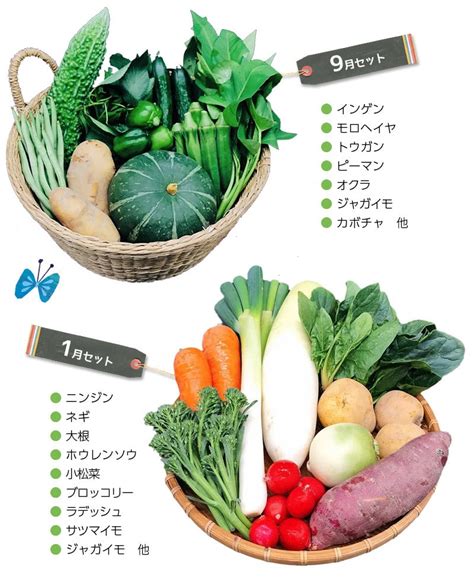 1586 野菜 オーガニック 野菜セット おためしⅯ 旬の有機野菜 7～9袋 毎月1回 計12回お届け 定期便 しあわせ野菜畑 静岡県掛川