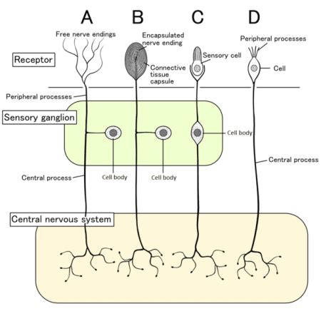 Dorsal Root Ganglion | Location, Structure, Histology & Embryology