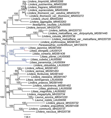 The Maximum Likelihood Phylogenetic Tree Constructed With Plastid