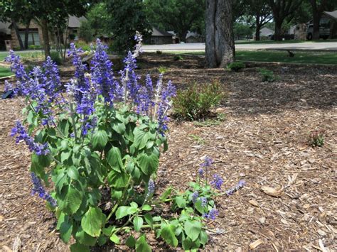 Tips And Information About Xeriscape Gardens Gardening Know How