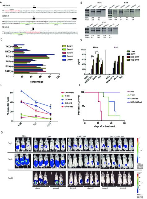 CRISPR Cas9 Mediated Multiplex Gene Editing Of TRAC B2M And PD 1 In