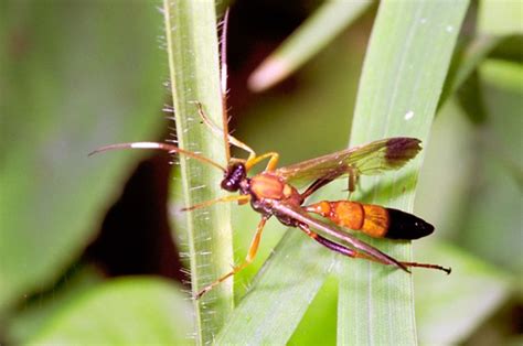 Ctenochares Bicolorus Naturdata Biodiversidade Em Portugal