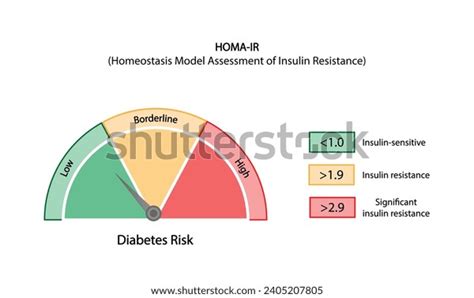 Homa Ir Homeostatic Model Assessment Insulin Resistancelow Stock Vector